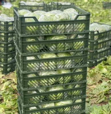 جمع‌آوری و خرید محصولات تازه