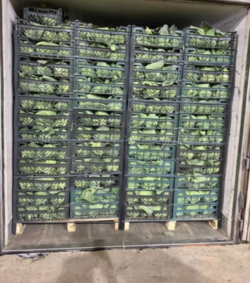 مشاوره صادرات