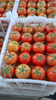 پیگیری امور گمرکی